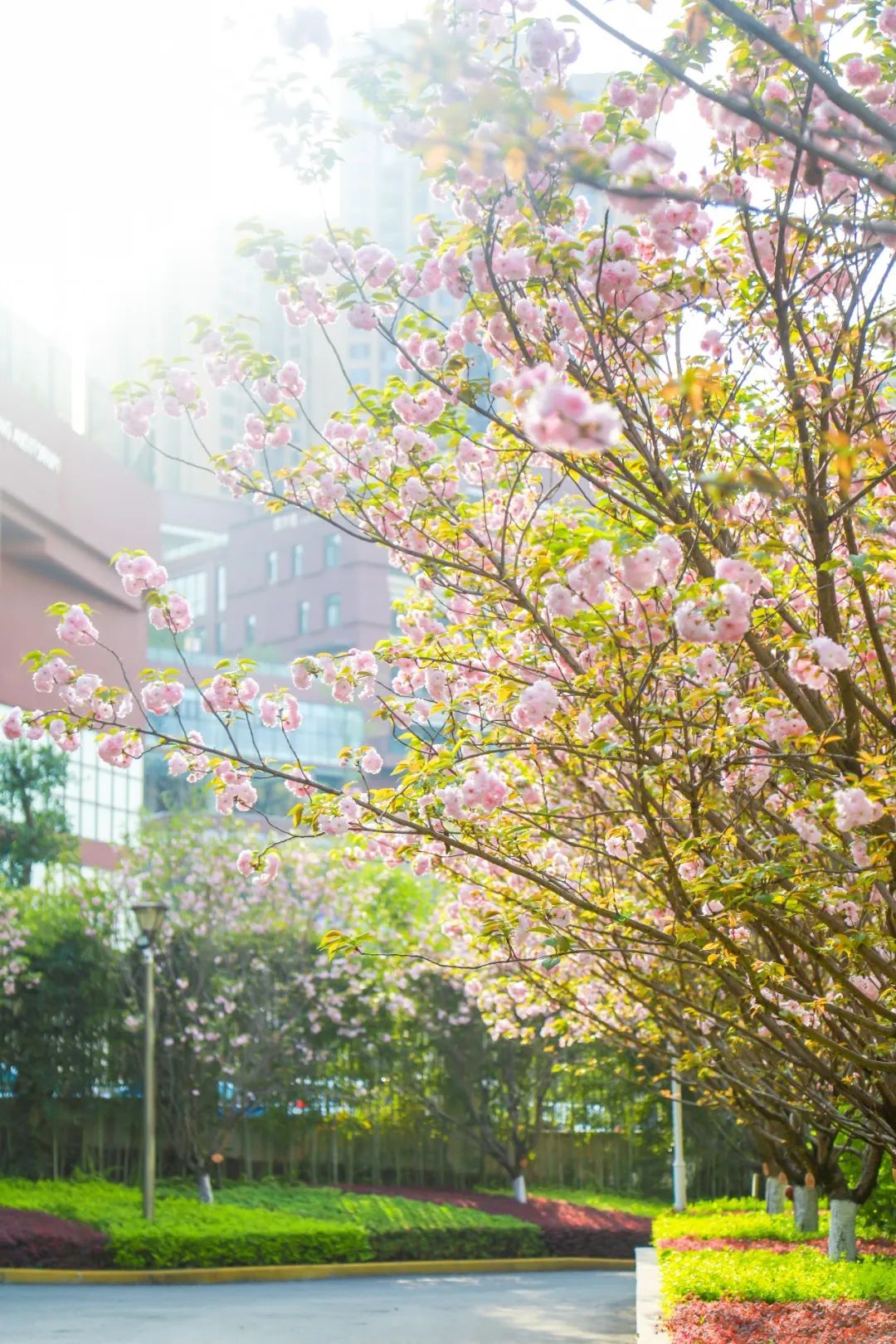 重庆市两江巴蜀中学