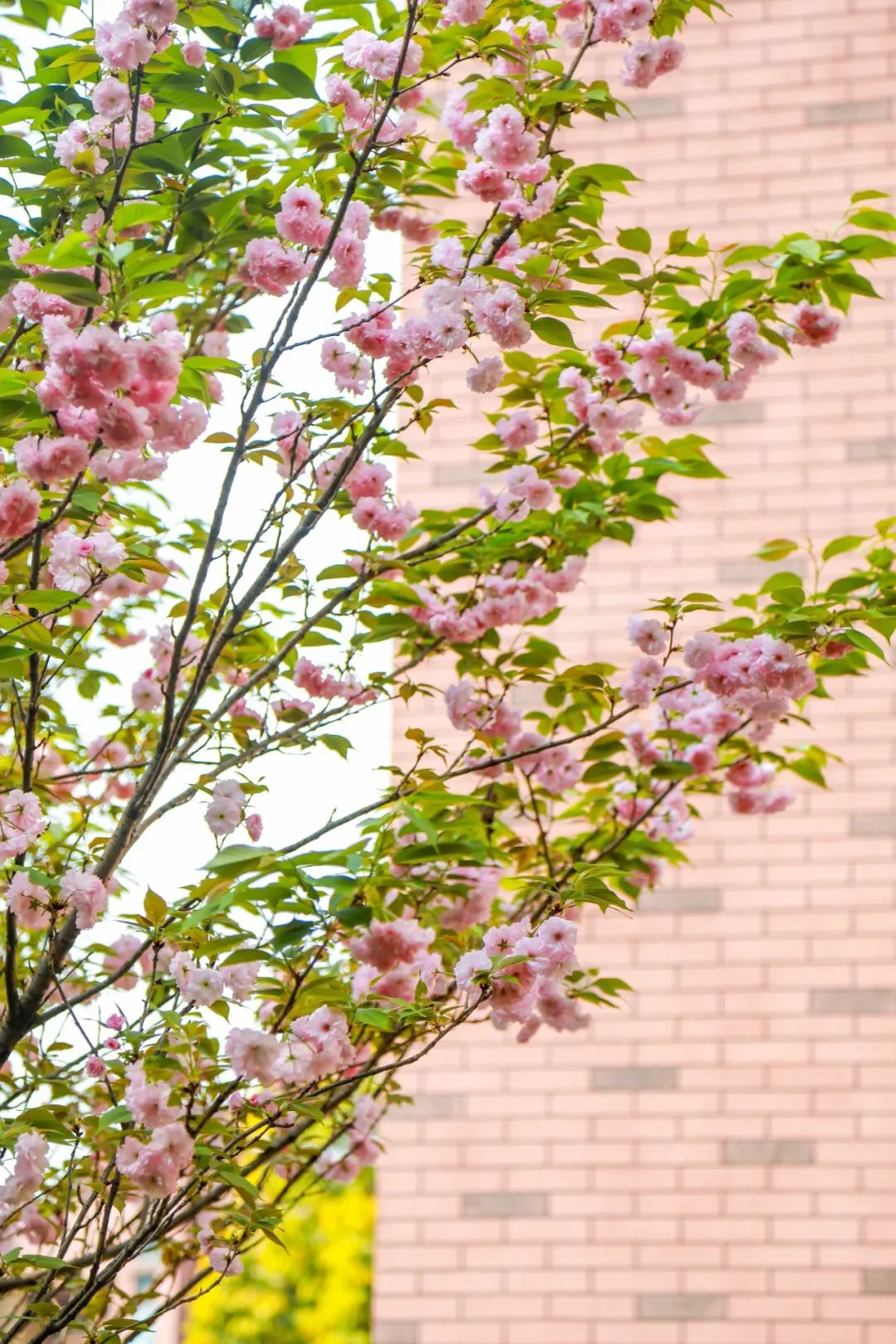 重庆市两江巴蜀中学